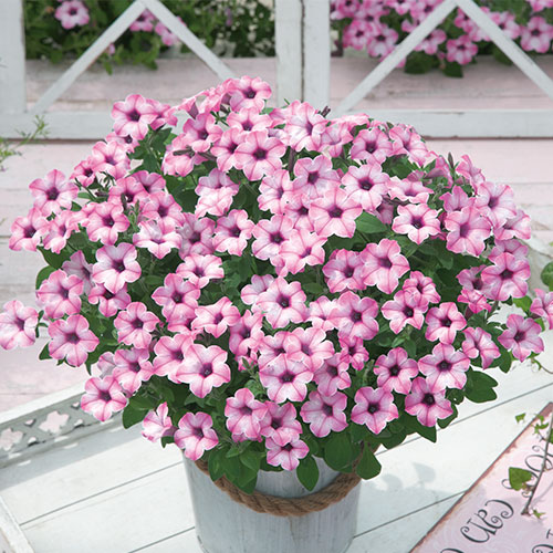 ペチュニアの苗 種 苗 球根 園芸用品 農業資材の通販サイト タキイネット通販 ペチュニアの苗 種 苗 球根 園芸用品 農業資材の通販サイト タキイネット通販