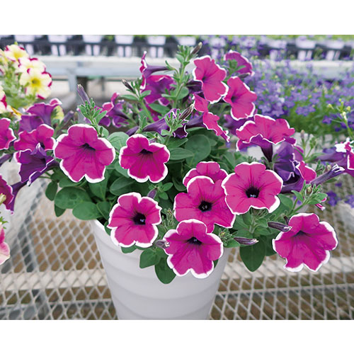 ペチュニアの苗 種 苗 球根 園芸用品 農業資材の通販サイト タキイネット通販 ペチュニアの苗 種 苗 球根 園芸用品 農業資材の通販サイト タキイネット通販