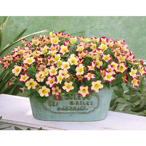 ペチュニアの苗 種 苗 球根 園芸用品 農業資材の通販サイト タキイネット通販 ペチュニアの苗 種 苗 球根 園芸用品 農業資材の通販サイト タキイネット通販