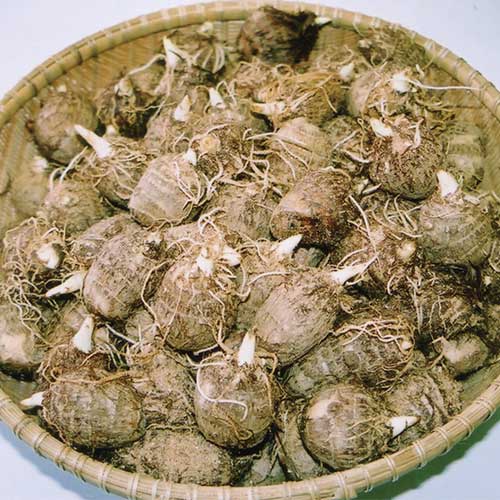 芽出し里芋 種 苗 ガーデニング用品の タキイネット通販