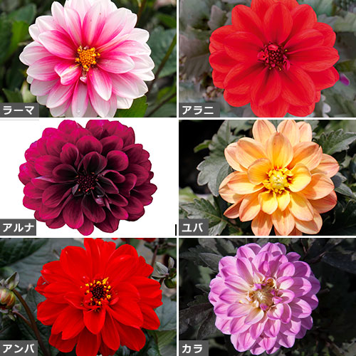 ダリアの苗 タキイネット通販 公式