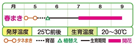 朝顔 青竜 種 苗 ガーデニング用品の タキイネット通販