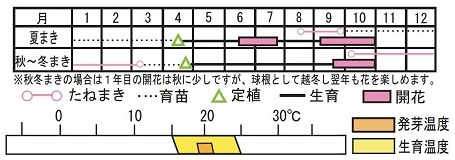 グロキシニア F1エンプレス ラベンダーバイカラー