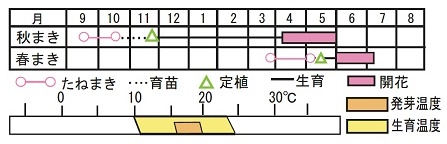 矮性かすみ草 ジプシー ディープローズ 種 苗 ガーデニング用品の タキイネット通販