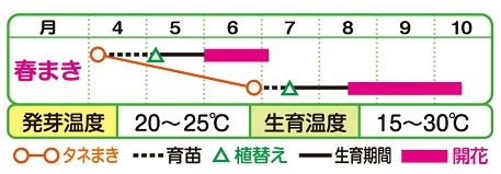 鶏頭 キャンドル 種 苗 ガーデニング用品の タキイネット通販