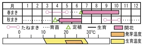 ペチュニア F1ティックルドピンク 種 苗 ガーデニング用品の タキイネット通販
