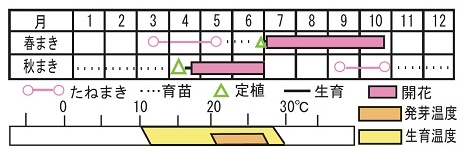 ペチュニア F1デュオ ラベンダー 種 苗 ガーデニング用品の タキイネット通販