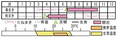 ペチュニア F1デュオ レッド ホワイト 種 苗 ガーデニング用品の タキイネット通販