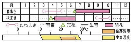 ペチュニア F1フラー ブルーベイン 種 苗 ガーデニング用品の タキイネット通販