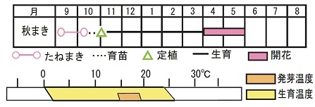スカビオサ ピンクダイヤモンド 種 苗 ガーデニング用品の タキイネット通販