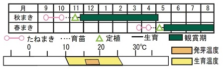 ラベンダー ウーリー 種 苗 ガーデニング用品の タキイネット通販