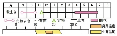 ラベンダー バンデラ ピンク 種 苗 ガーデニング用品の タキイネット通販