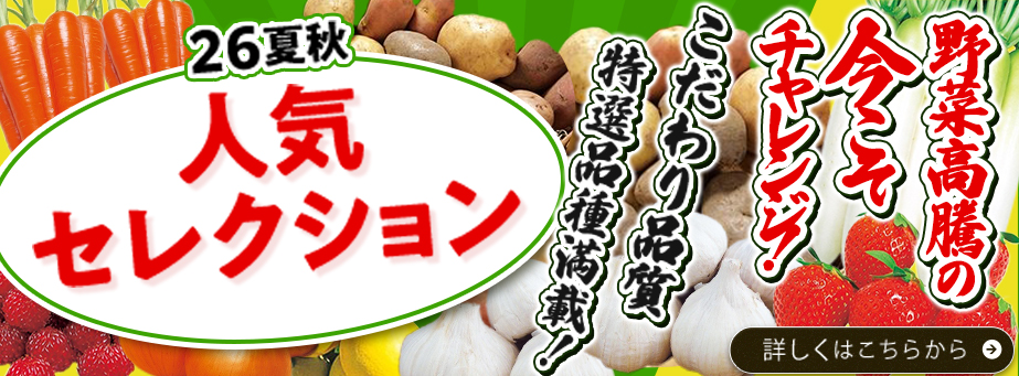 26夏秋【人気セレクション】