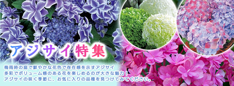 アジサイ特集