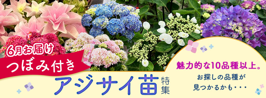 つぼみ付きあじさい