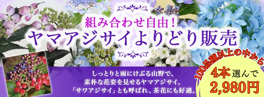 ■ヤマアジサイよりどり販売