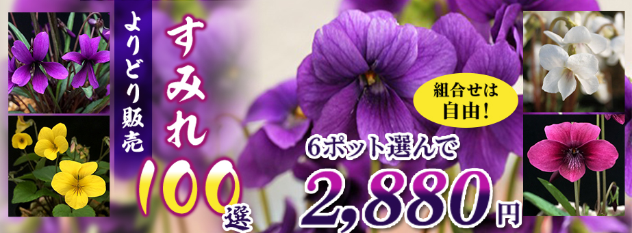 すみれよりどり