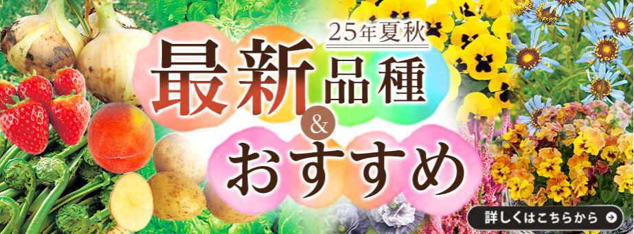 25年夏秋最新＆おすすめ