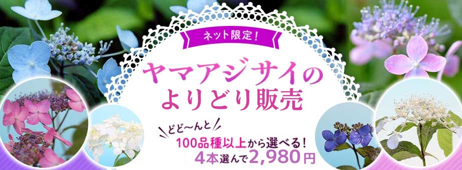 ヤマアジサイよりどり