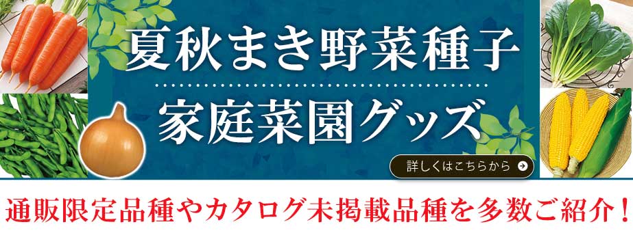 25夏秋上得意