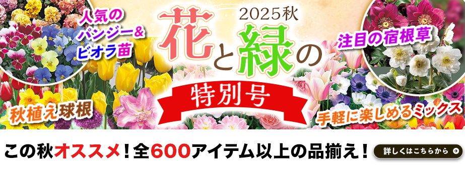 25夏秋花と緑