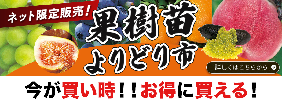 果樹苗よりどり市
