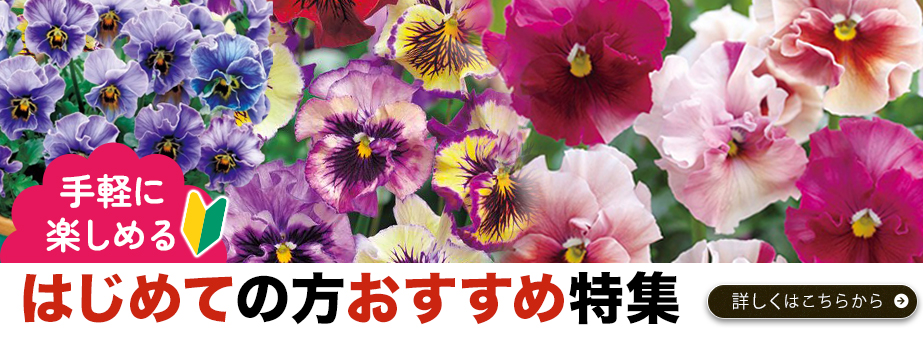 初めての方おすすめ