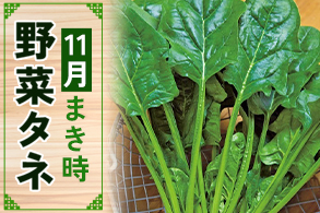 今、まき時 今、まき時
