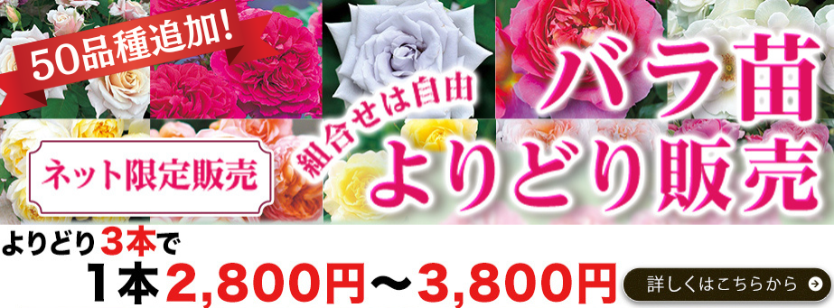 バラ苗よりどり