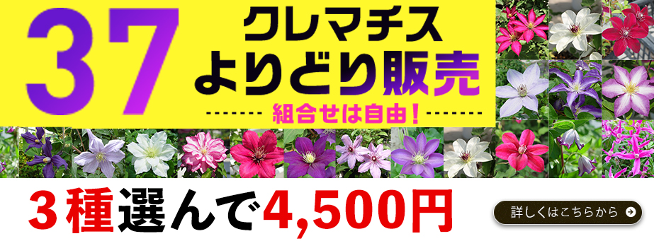クレマチスよりどり
