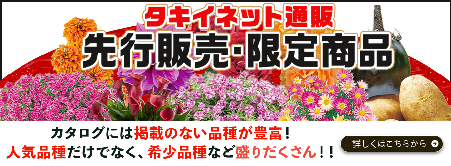 26春ネット先行