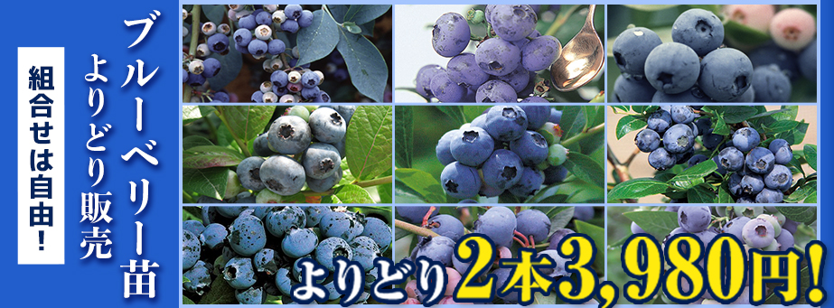 ブルーベリー苗よりどり