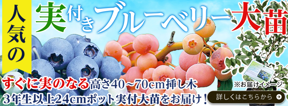 実付きブルーベリー大苗