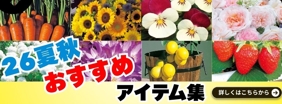 26夏秋おすすめアイテム集
