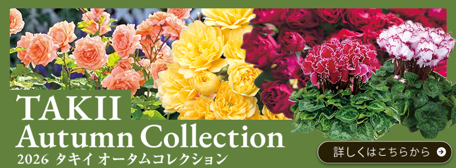 オータムコレクション