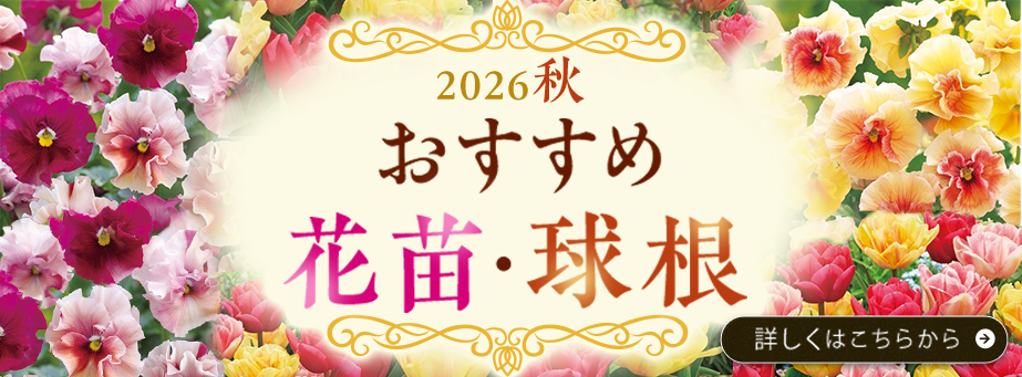 2026年秋 おすすめ花苗・球根