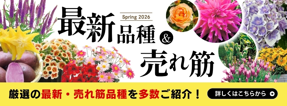 26春最新＆売れ筋品種