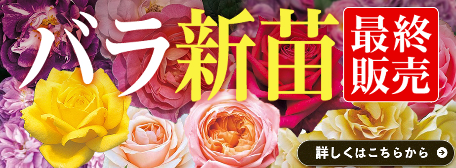 最終販売バラ新苗