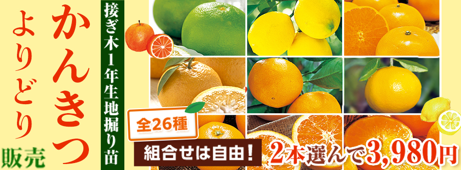 かんきつよりどり