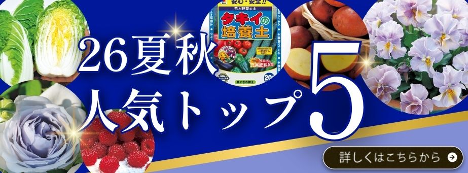 26夏秋トップ5