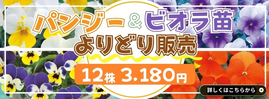 ハンジー＆ビオラ苗よりどり販売