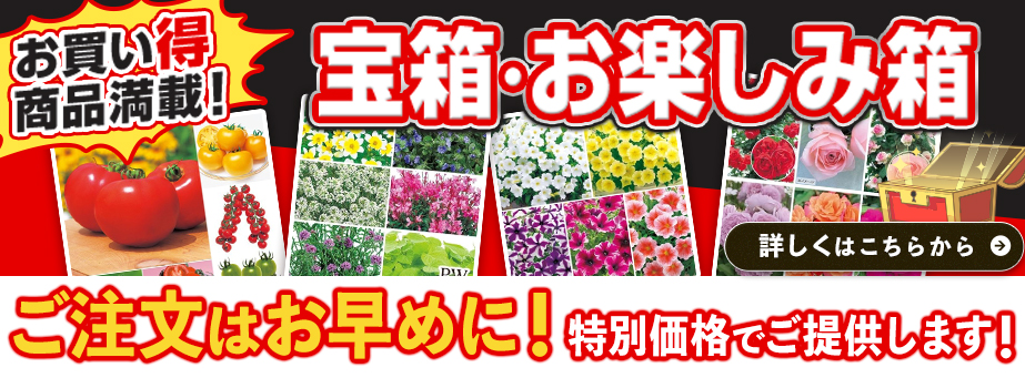 宝箱・お楽しみ箱